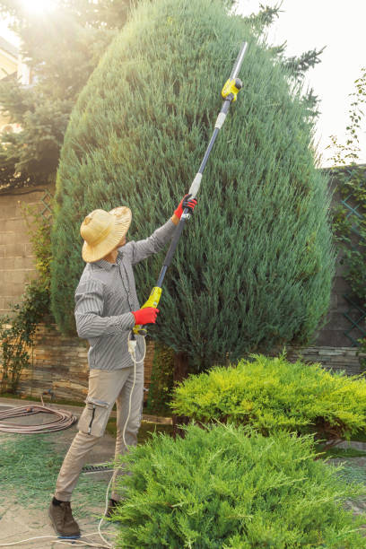 Best Tree Preservation Services  in Leona Valley, CA